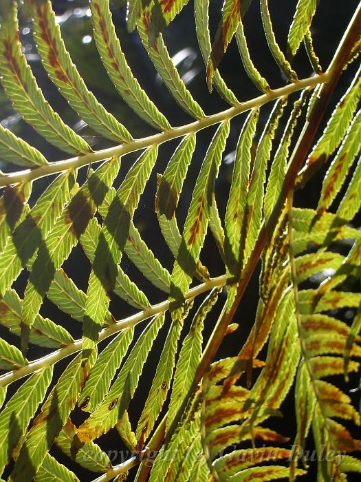 Fertile fronds of fern, Fern house, Royal Botanic Gardens IMGP2575.JPG